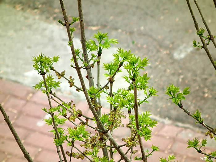 【图】惆怅东栏一株雪,人生看得几清明(感受到