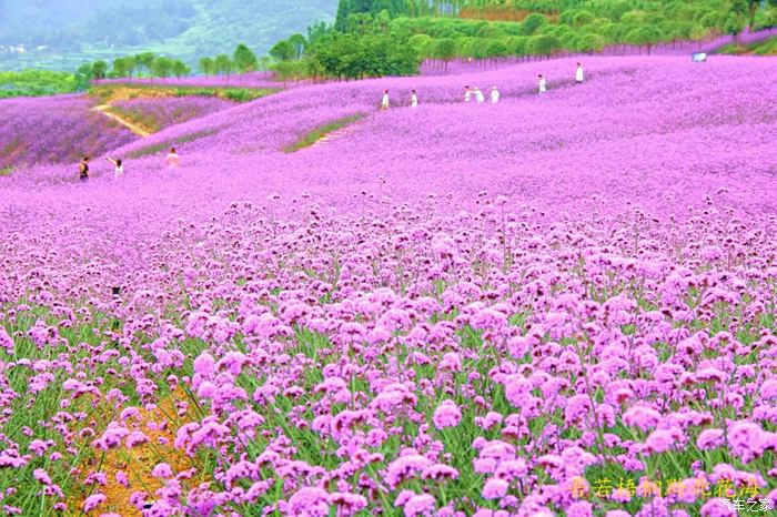 自游自在—黔北花海