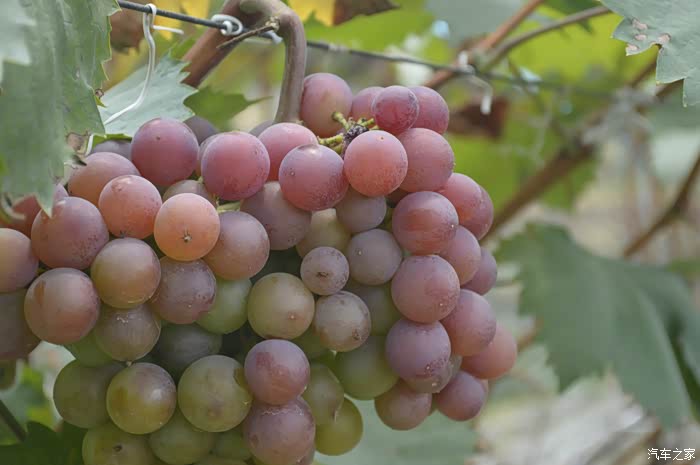 梦中摘葡萄，友谊与收获的甜蜜象征——解析梦见到朋友家摘葡萄吃的深层含义