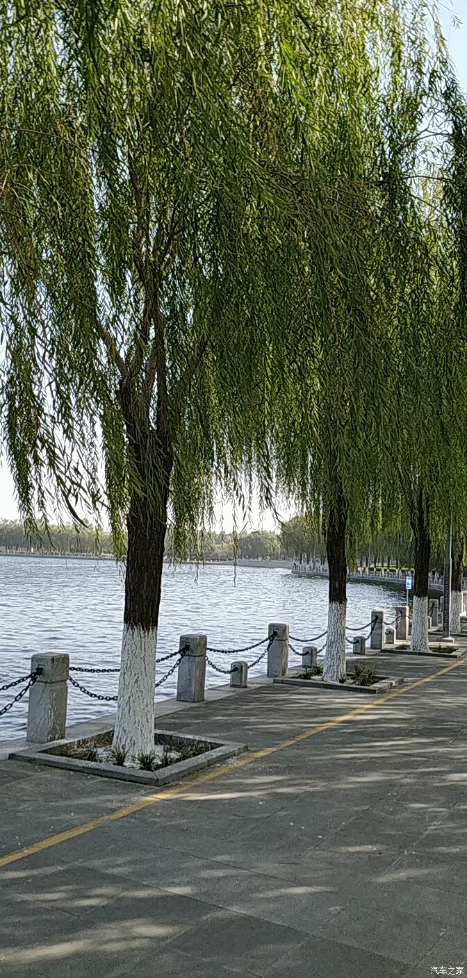 绿城掠影之122: 须水河滨柳妩媚