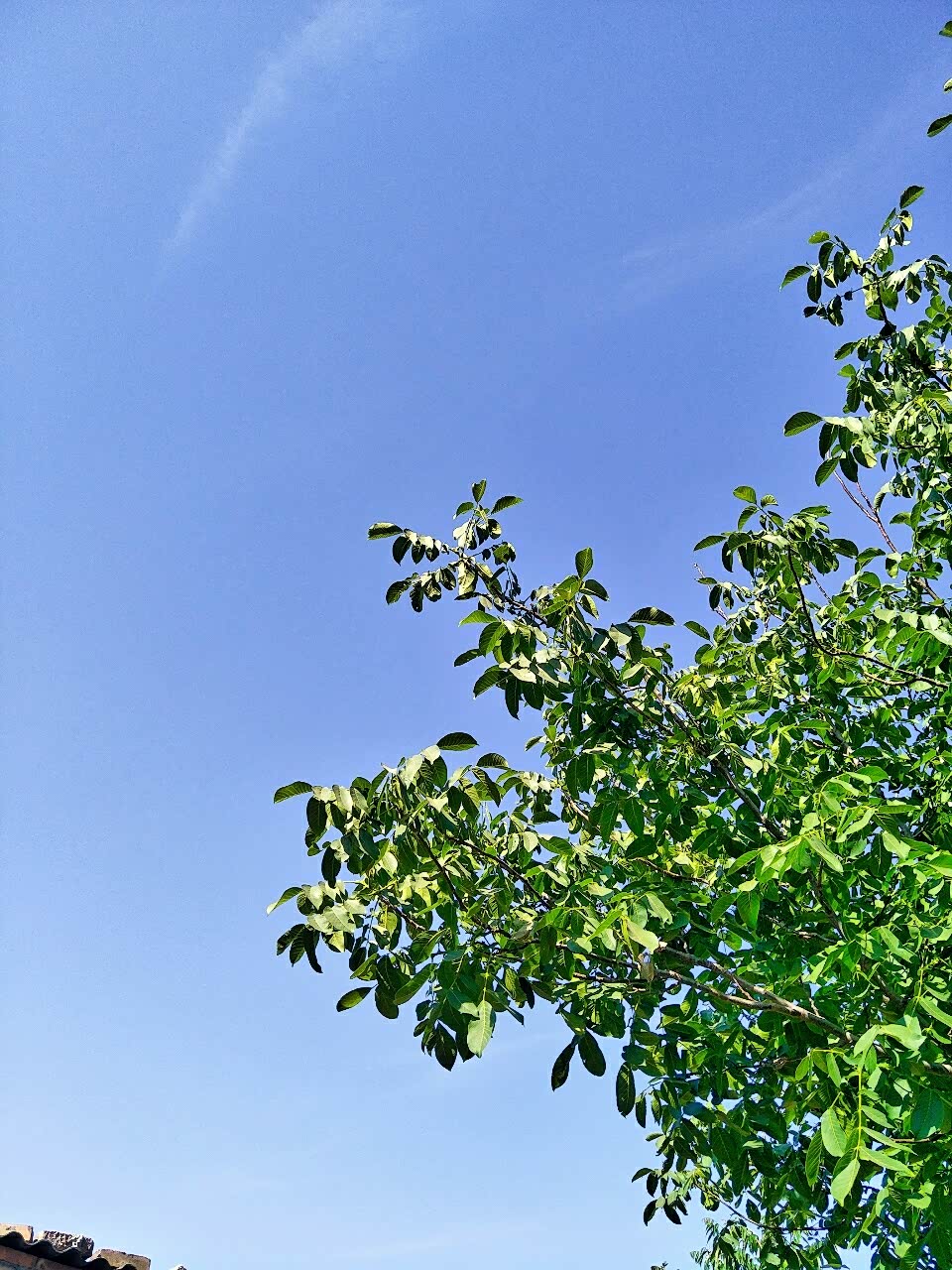 炙热的夏天,二哈载着全家回农村乘凉!