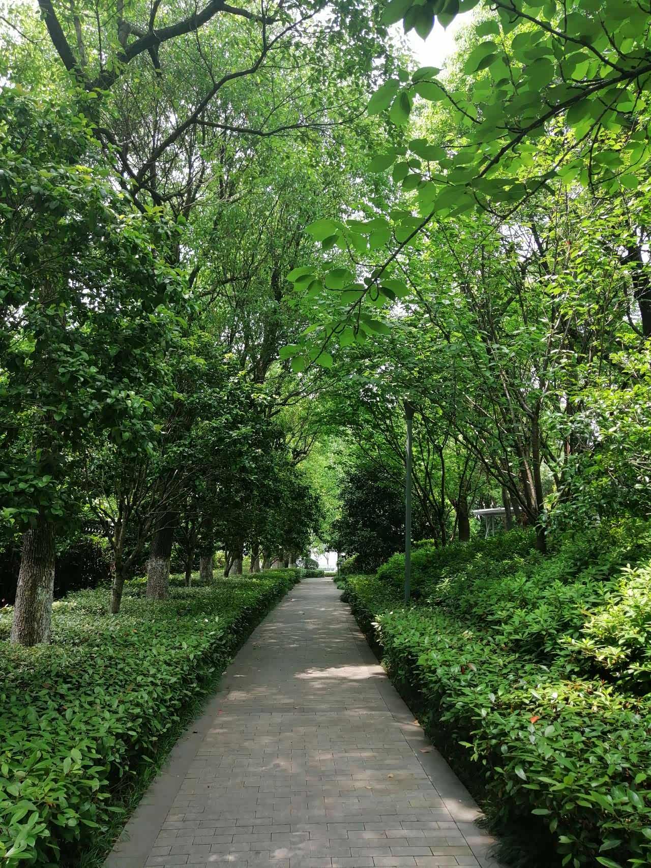 天气越来越热了,林荫小道散步,非常享受.