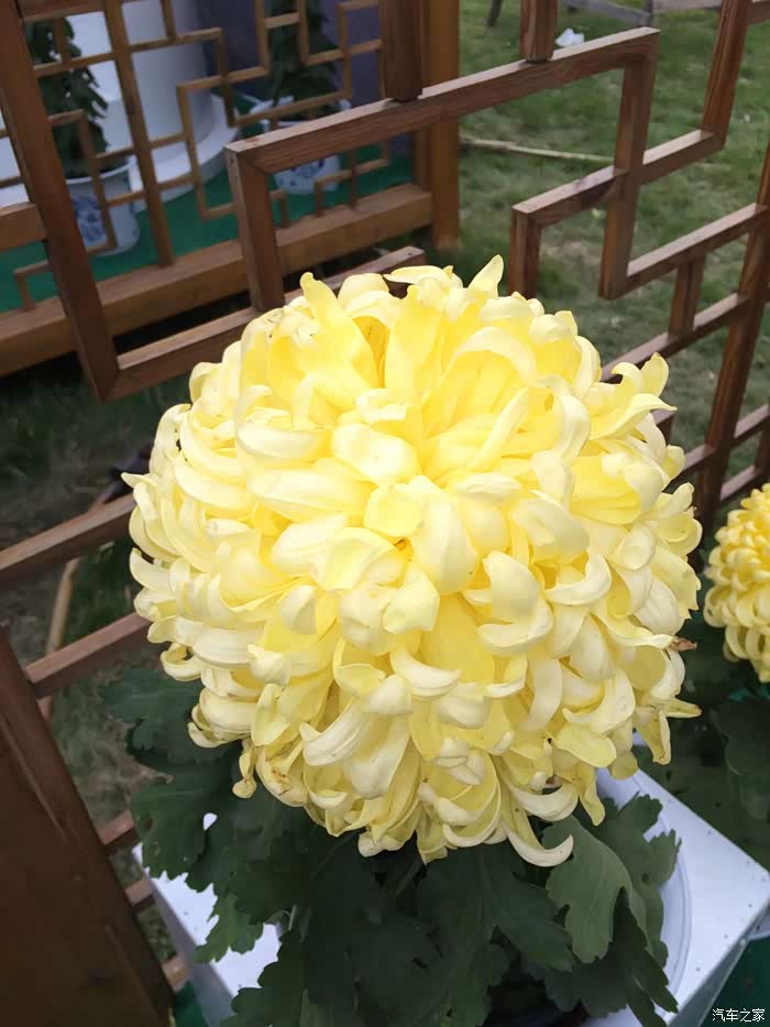 黄花遍国中汴菊最为名携coupe游开封菊花展