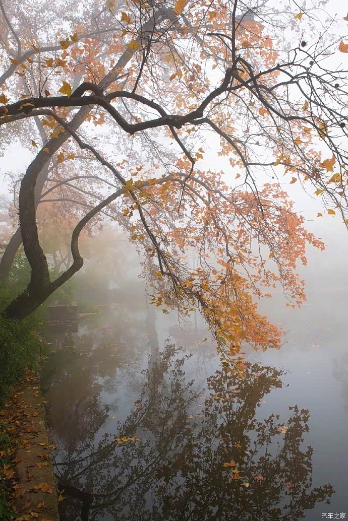 清晨的雾气腾腾,但也掩盖不住秋天的景色,隐隐约约呈现出秋的美