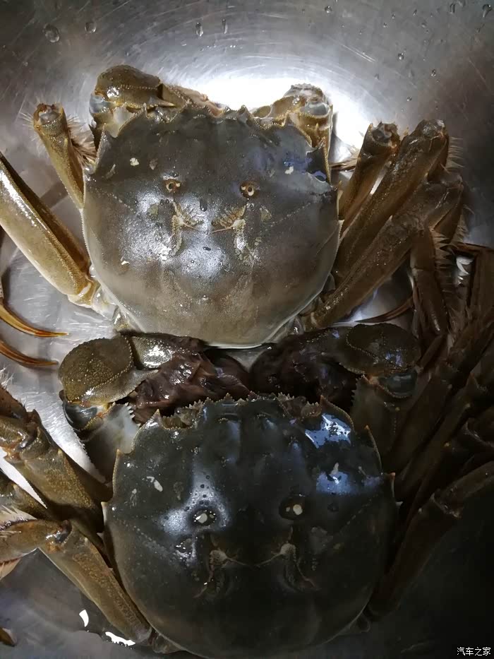 秋天里的美味白荡湖大闸蟹