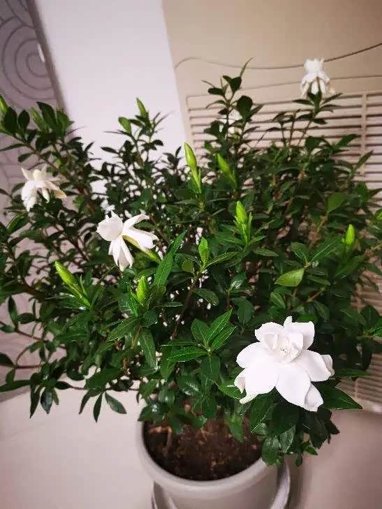 茉莉花和栀子花,美好的花儿