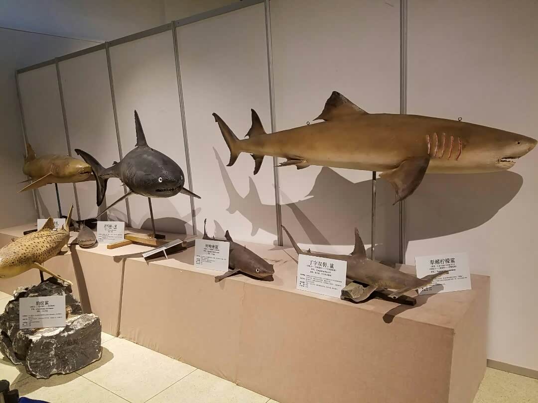 遇见一座靠近海边的大连自然博物馆