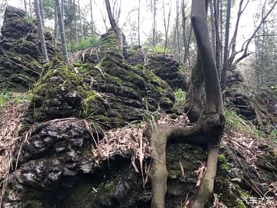 博瑞君轻车赏竹翠,曲径闻竹香!