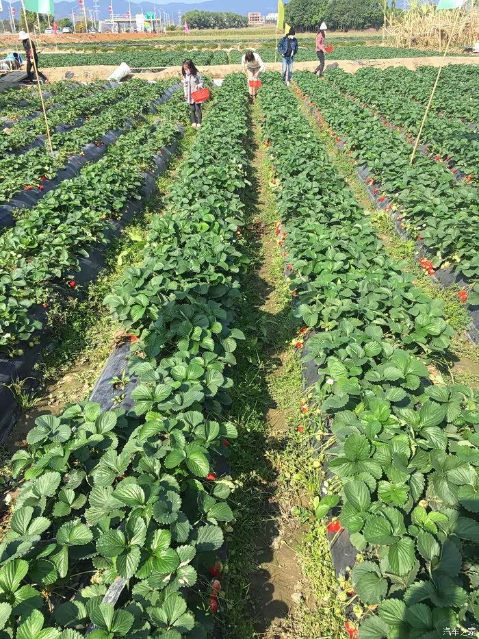 开着劲炫路过一片草莓地.生活很美好,希望早点回归平静.