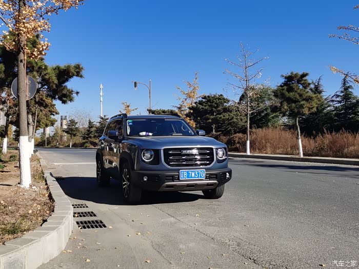 这样的大灰狗你喜欢吗