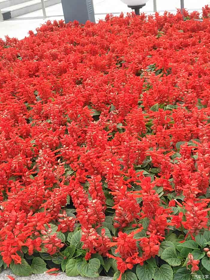 串儿红很美吧!这个时节真的有很多美的存在!