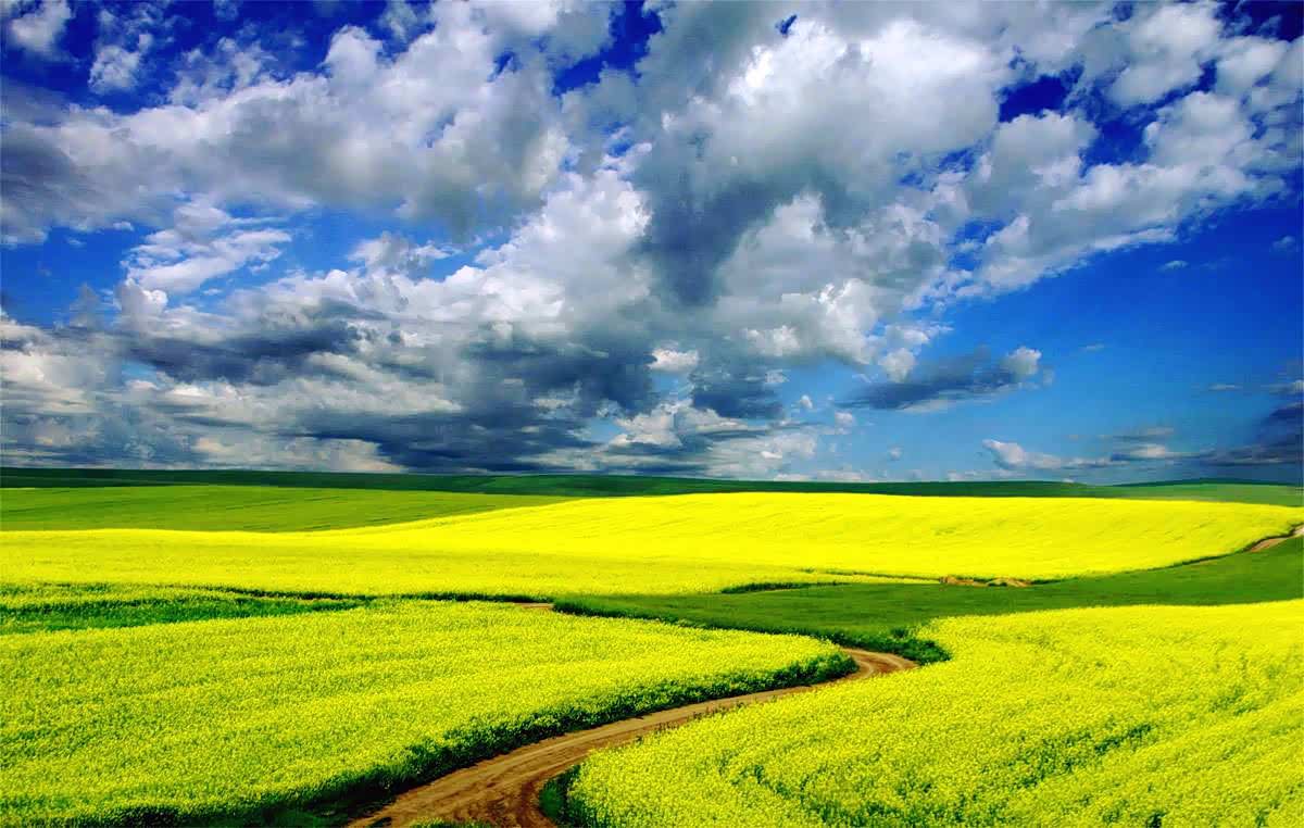 北疆的自然风光,缤纷的色彩世界,蓝天白云下风吹花浪