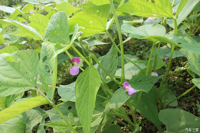 毛豆开出的淡紫色的花