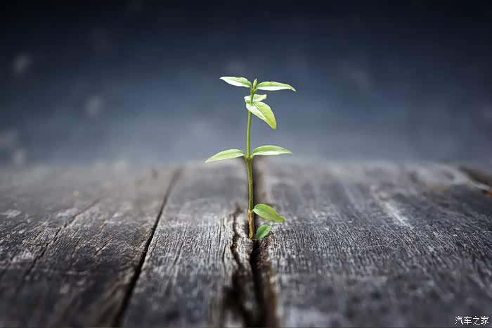 希望每个人像小幼苗一样茁壮成长