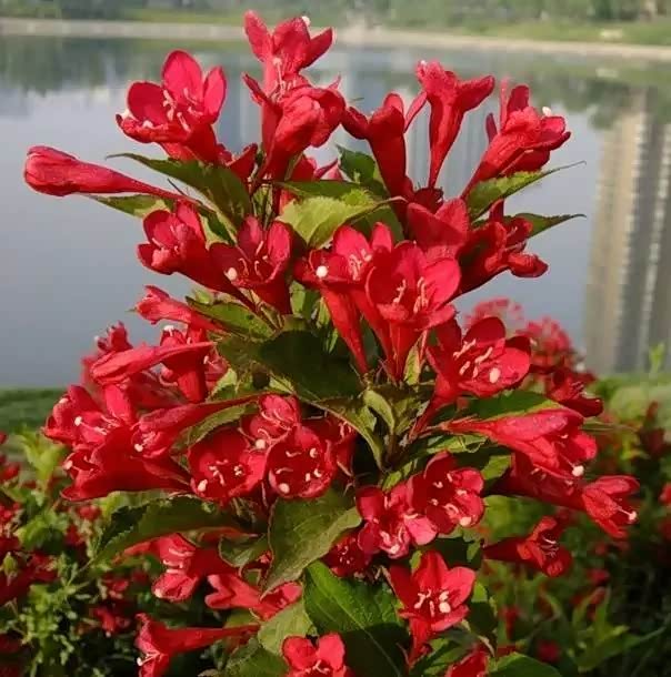 绿化带常见的锦带花,长势好开花漂亮,可以养一盆放在家里