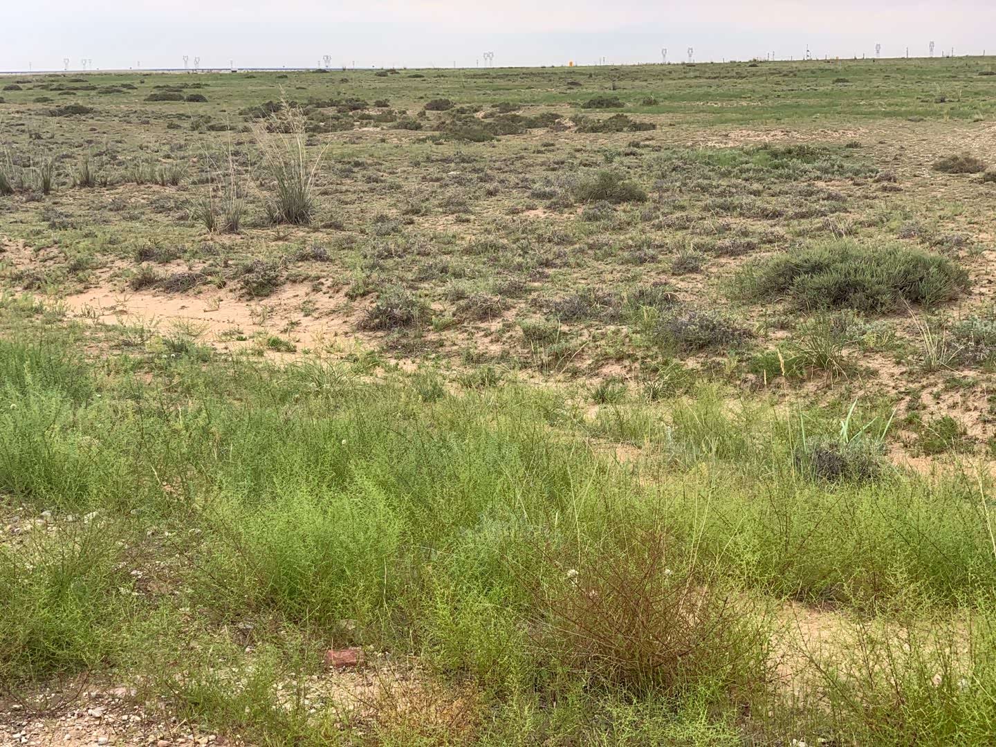 草原的沙化治理任重而道远人定胜天