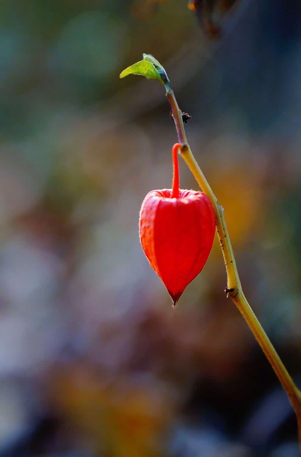 美丽的红姑娘果好运连连