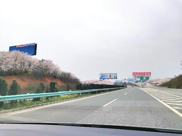 大美贵州之平坝万亩樱花水天一色绵延不绝