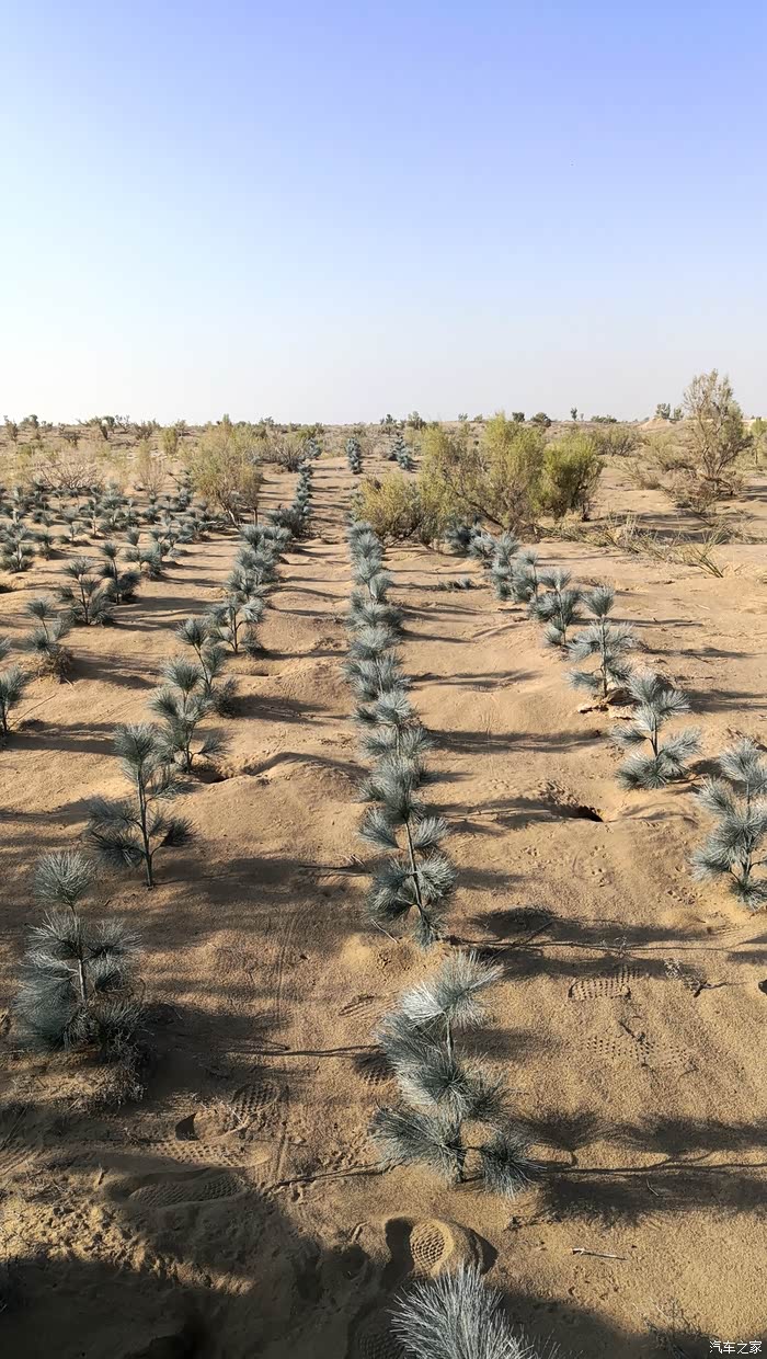 【图】2020秋访民勤治沙综合试验站_甘肃论坛_汽车之家论坛