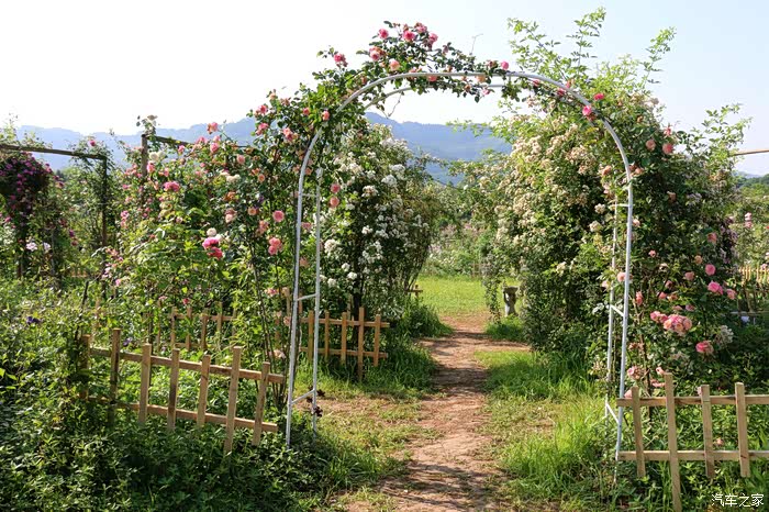 老彭巴南洛莎玫瑰园
