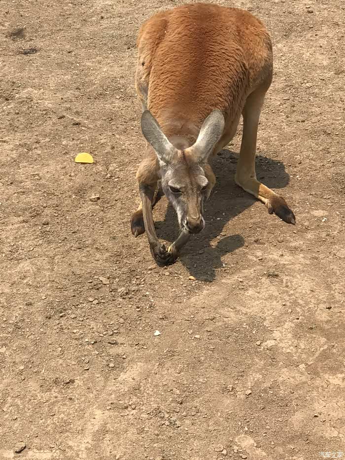 《避暑生活双节为伴》车友们光合谷采摘快乐游