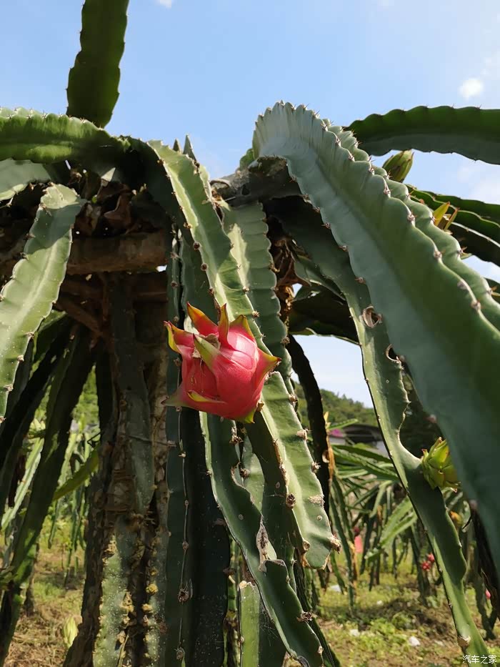 罗甸红心火龙果