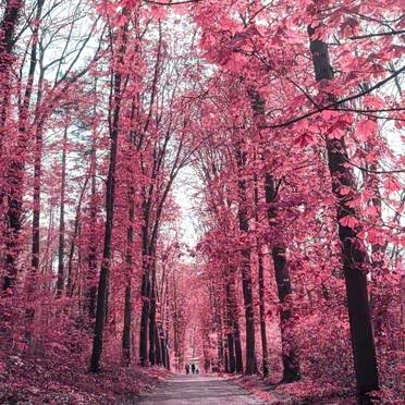 这里一片桃红的世界,让我陶醉