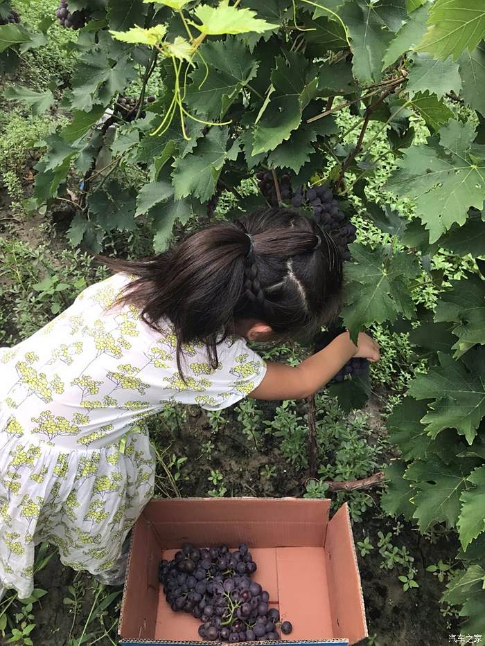 新疆小朋友摘葡萄图片