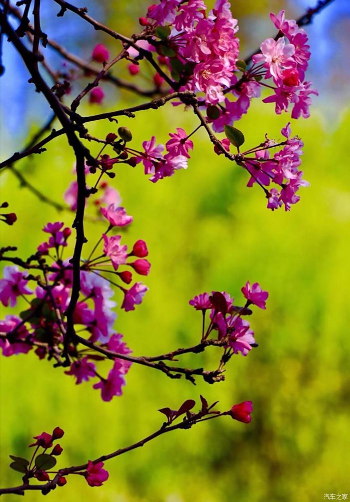 春之歌有春暖就一定花開