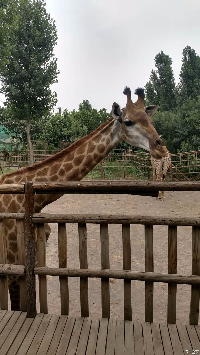 wey到好极了!五龙山野生动物园随拍