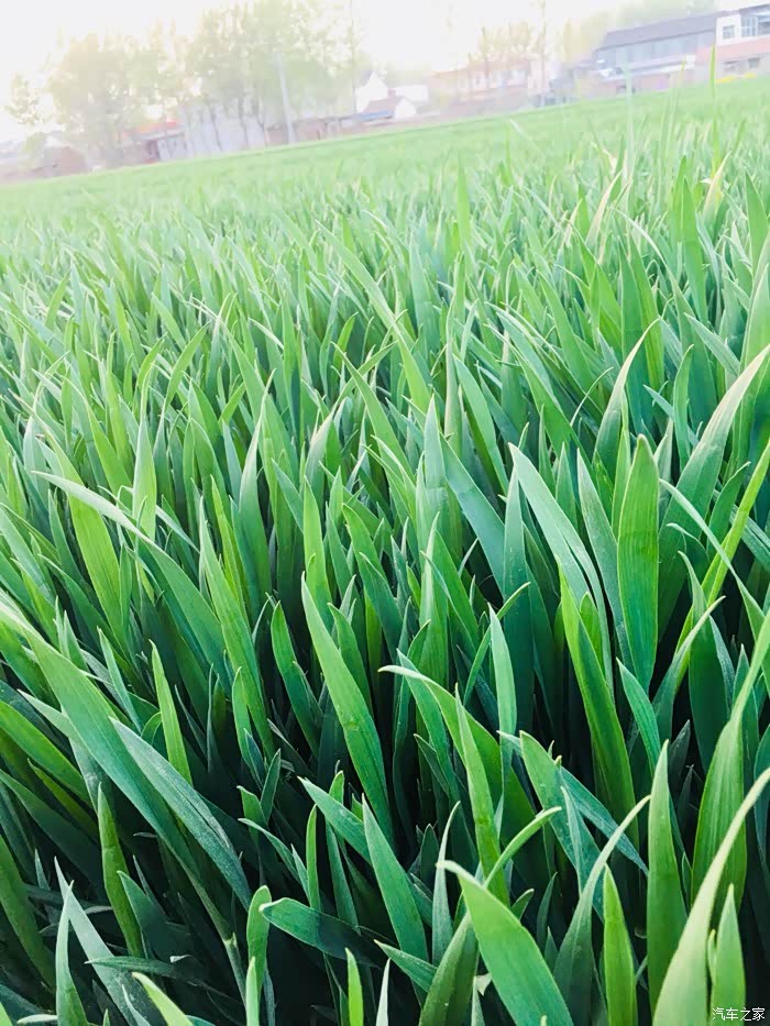 这个角度麦苗像韭菜叶子