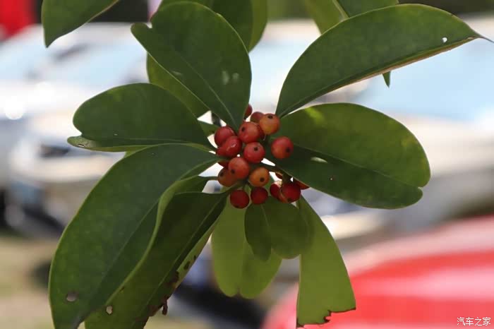 9月9我们相约茶山飞马公园