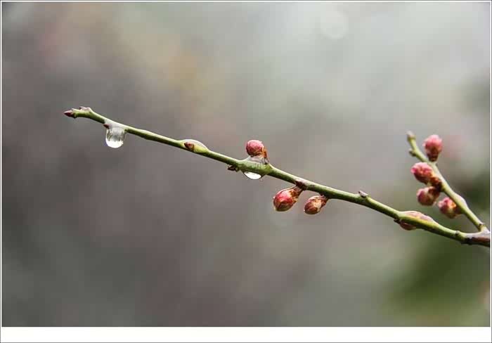 春雨淅淅沥沥犹如晶莹的泪珠洒满大地