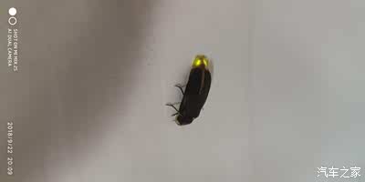 在父母标间里床发现只会发光虫子难道萤火虫我还真没见过萤火虫什么样