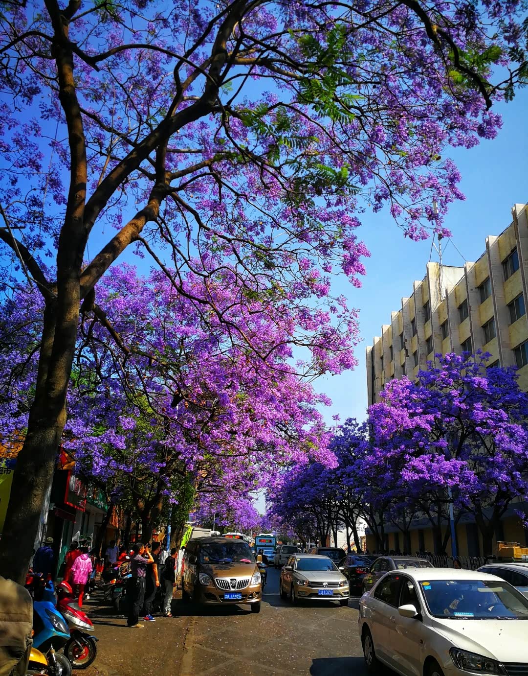 昆明最美网红街道解锁