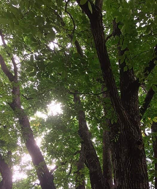 在西藏林芝朗县冲康村,有一株2000多岁的核桃树