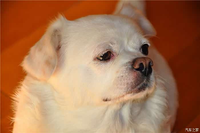 汽车之家与雪狮及我的许多故事