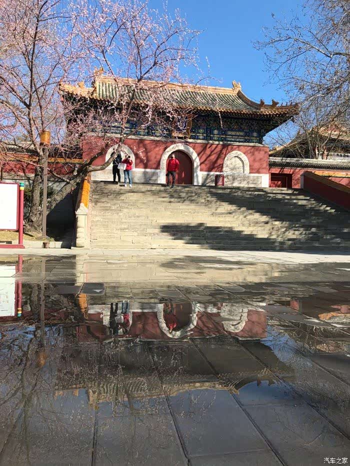 北海公园阐福寺前的山桃花开了