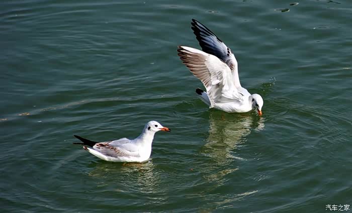 生活在江河湖泊随拍水鸽子