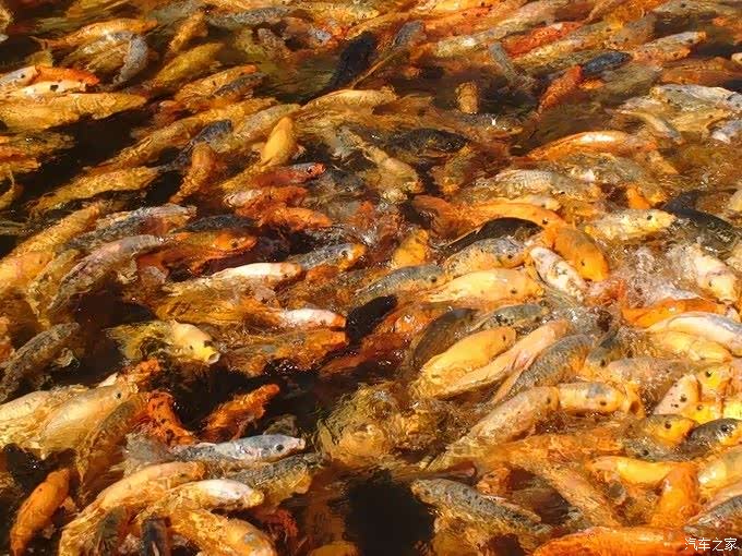 群鱼争食的场面
