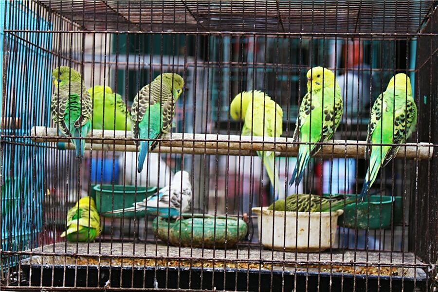 花鸟市场 鸟类图片