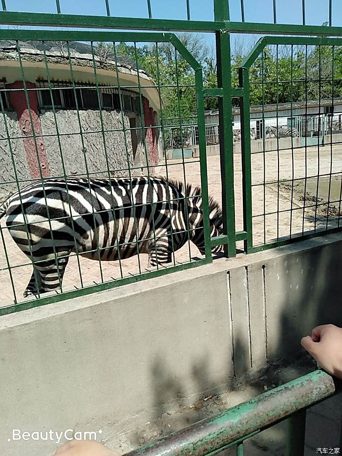 人車生活秀出愛車名字李波之車遊保定動物園