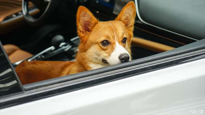 遛狗溜出了表情包合集带着柯基去遛弯上