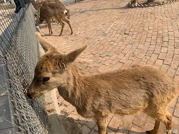 宿州野生動物園一日遊