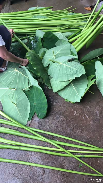大家知道这是什么叶子吗?可以吃的,很下饭!这是芋头叶,很少见吧