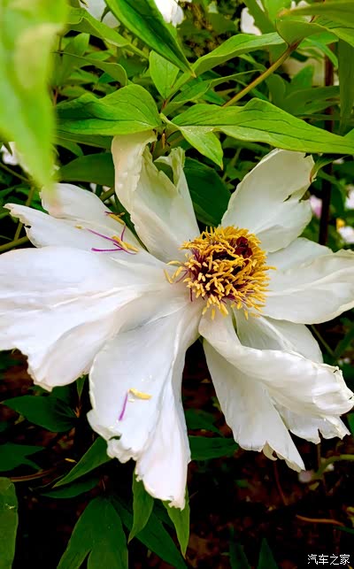 奥森南门看别样的牡丹花