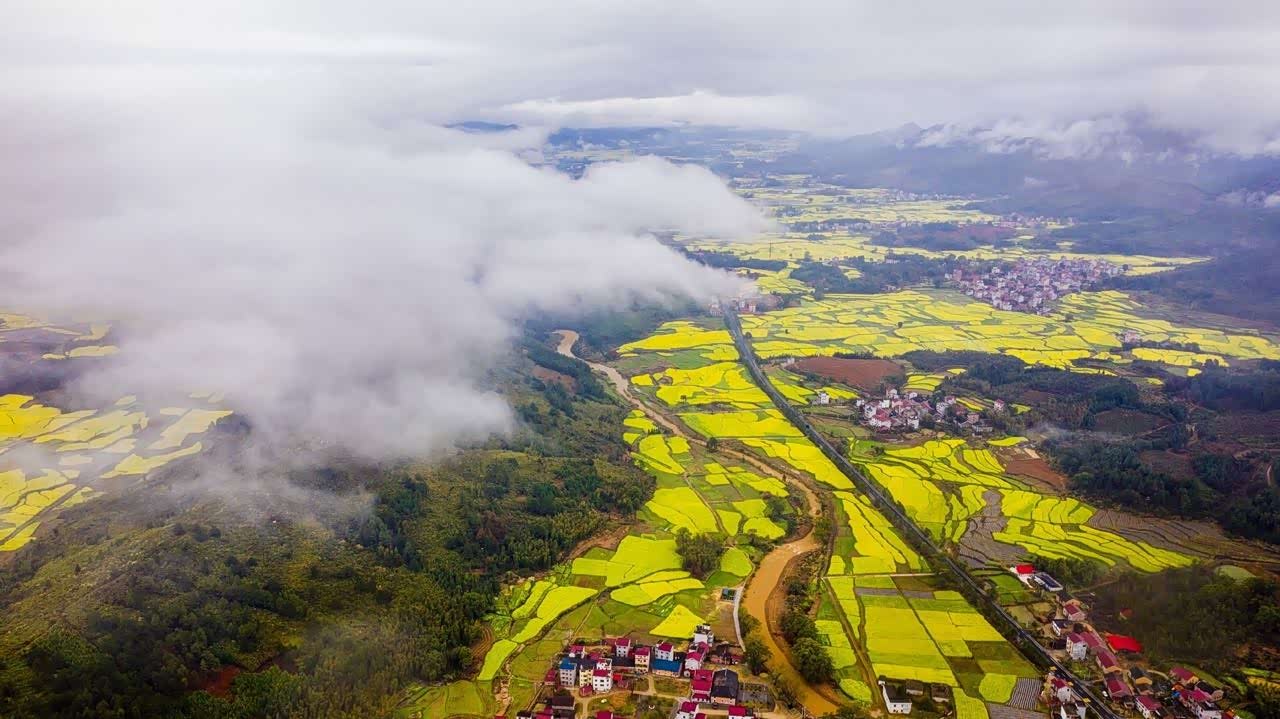 初春的洋溪漫山金黄蜂蜜忙碌恍如人间仙境