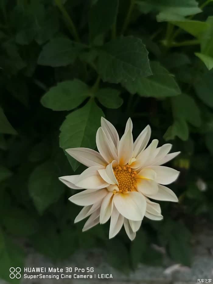 十月大征集生如夏花游通辽市辽河公园之一