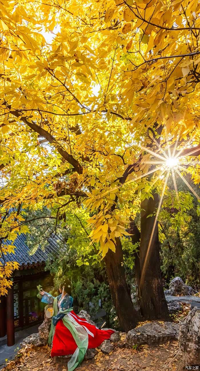 北京的秋天是从故宫开始的,都是金黄闪闪