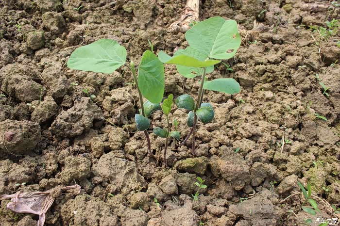 有的邻居种的晚,毛豆苗才刚刚破土而出